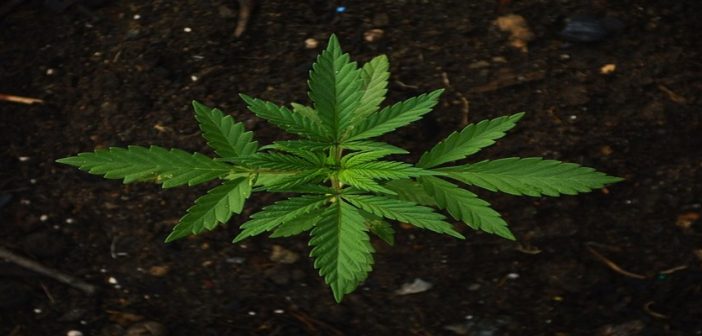 El uso terapéutico del cannabis: No reivindicamos que se apruebe
